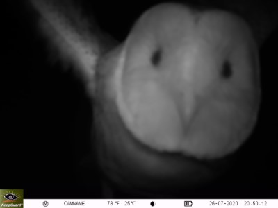 草鴞正面（屏東科技大鳥類生態研究室攝影、林務局提供）