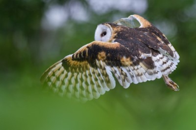 草鴞飛翔（屏東科技大鳥類生態研究室攝影、林務局提供）
