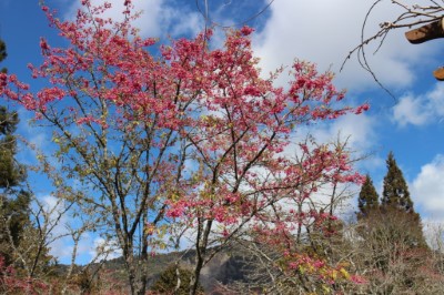 山櫻花2月開花現況