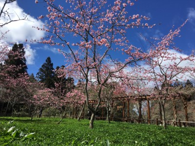 阿龜櫻屬寒緋櫻類群，有「紅粉佳人」別稱，目前約開花3成，花期將持續到3月底