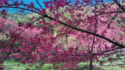 八仙山櫻花照