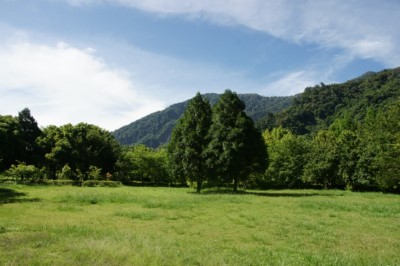 櫻花園草坪