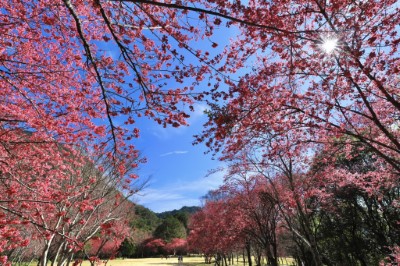 櫻花盛開