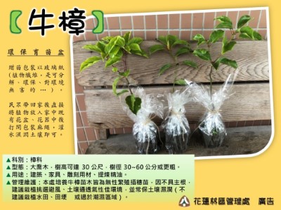 牛樟-苗木說明