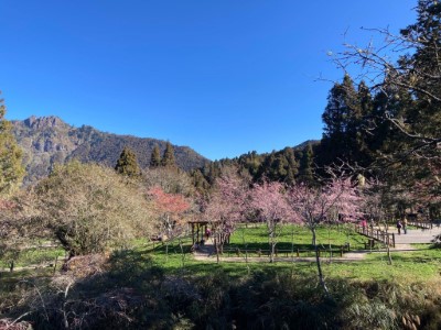 阿里山工作站前櫻花綻放現況