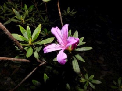 烏來杜鵑(新竹林區管理處提供)