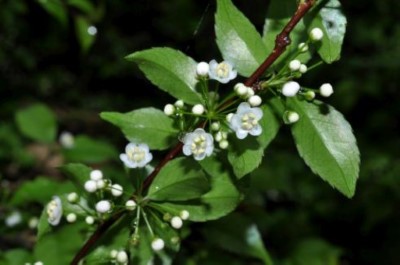 燈稱花(新竹林區管理處提供)
