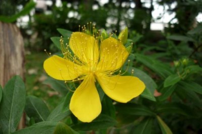 臺灣金絲桃(新竹林區管理處提供)
