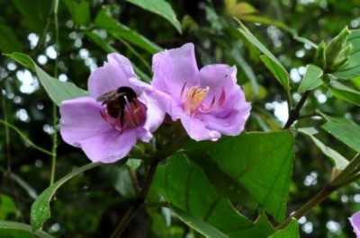 野牡丹(新竹林區管理處提供)