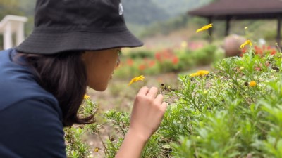百草園內的芳香植物