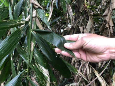 現場植物辨識