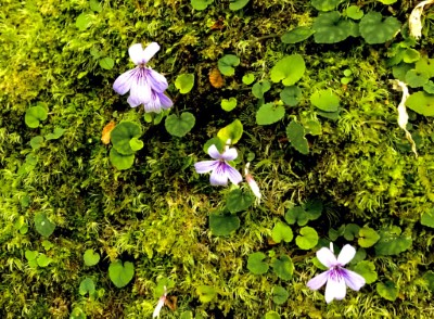 臺灣堇菜-莊哲瑋攝