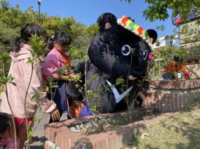 種植杜鵑花