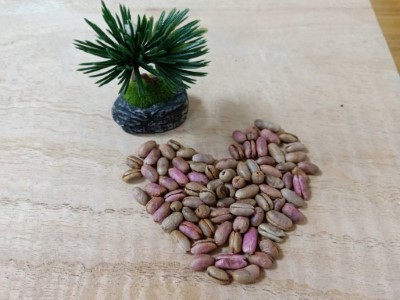 臺灣海棗種子