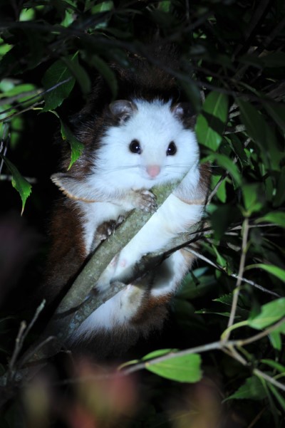 大雪山國家森林遊樂區夜間觀察白面鼯鼠可愛姿態-陳怡裕攝影