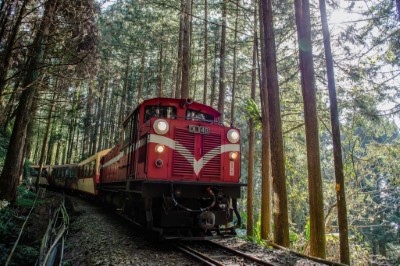 阿里山林業鐵道沿途森林景緻