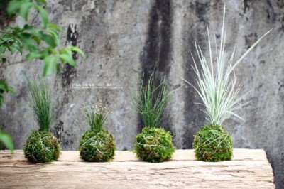 深受民眾喜愛的植物苔球DIY活動也將在這次市集限量舉辦
