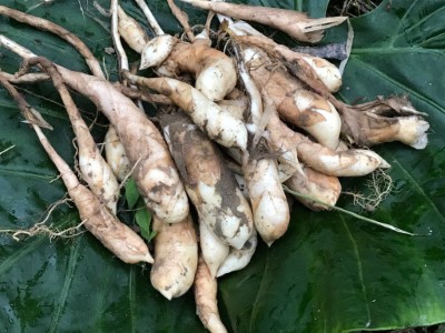 葛鬱金甜品DIY，讓民眾親手製作，將健康帶回家