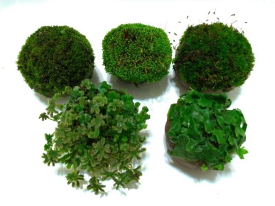 苔球DIY讓民眾將阿里山的綠帶回家