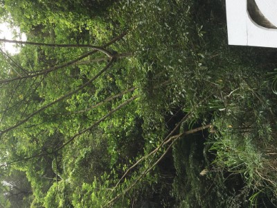 烏來台車停駛1天辦理軌道沿線危險木清理(新竹林區管理處烏來工作站提供)圖2