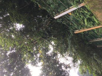 烏來台車停駛1天辦理軌道沿線危險木清理(新竹林區管理處烏來工作站提供)圖1