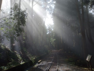 水山步道沿線疏伐後增加陽光穿透度，光影交織將帶給遊客不同的景色