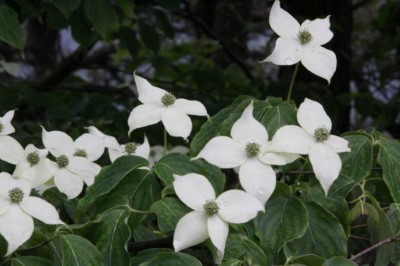 四照花(照片來源-莊溪老師製作認識植物網站)