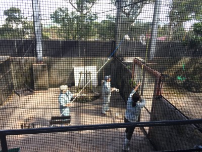 7_沖繩動物園採集狐蝠樣本