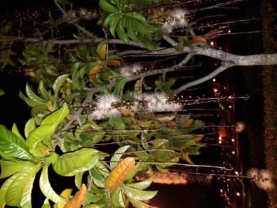 穗花棋盤腳夜間-花7