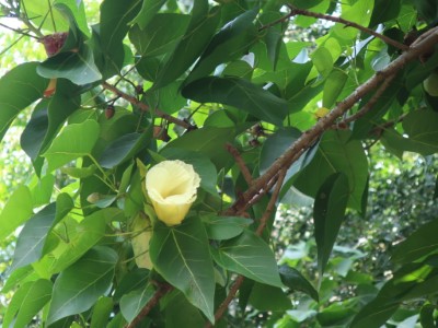 繖楊花黃10