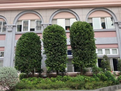 鐵色成樹生長情形(耐修剪)14