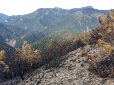 玉山八通關林地大火災後現地照片