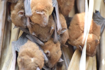 高頭蝠常棲息於華盛頓椰子或蒲葵葉上