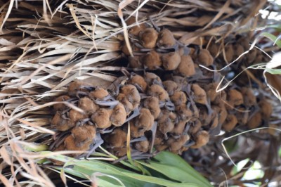 高頭蝠黃綠色的軀體疊羅漢，像極了成串的黃金奇異果