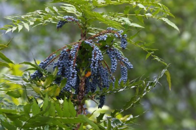 具景觀及食藥用經濟價值的「阿里山十大功勞」，在第一波販賣期間熱銷完售，本期再次推出