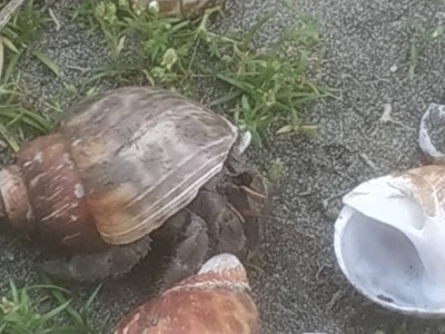 無尾港地區保安林內的寄居蟹