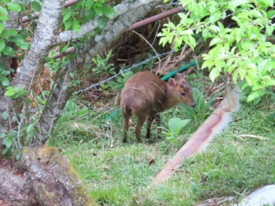 小笠原觀景台附近出現可愛的山羌