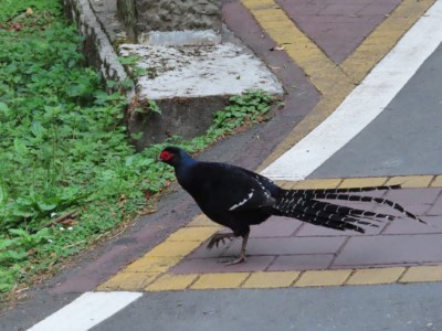 帝雉在無人的園區內漫步