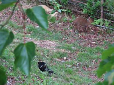 帝雉與山羌同框出現