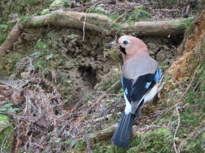 松鴉銜植物準備築巢