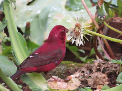 酒紅朱雀自在覓食中