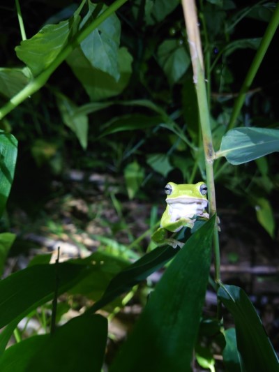 下雨過後諸羅樹蛙紛紛出來活動