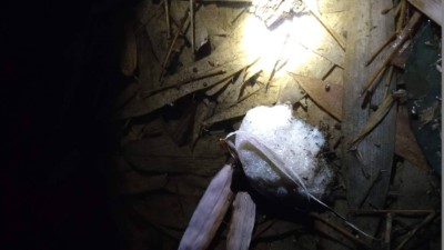 諸羅樹蛙迫不及待地在農友營造的小水池裡產卵