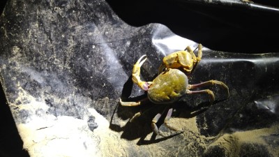 南海溪蟹也出來湊熱鬧