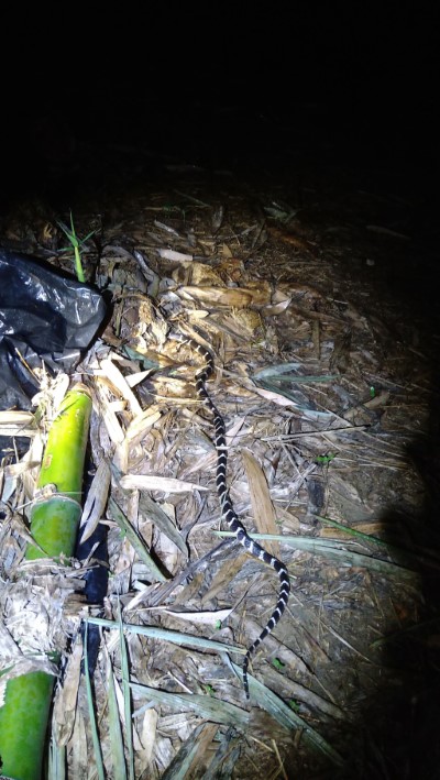 雨傘節出來舒展筋骨
