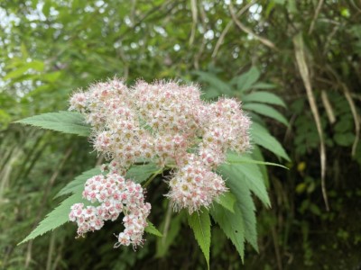 阿里山國家森林遊樂區線上賞花-臺灣繡線菊