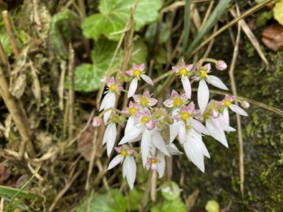 阿里山國家森林遊樂區線上賞花-虎耳草