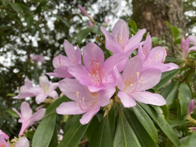 阿里山國家森林遊樂區線上賞花-西施花