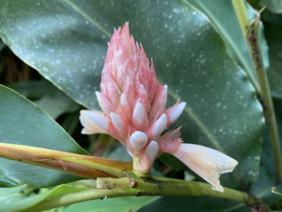 阿里山國家森林遊樂區線上賞花-阿里山月桃