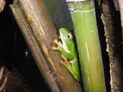 莫氏樹蛙於林道旁排水設內利用簡易竹木攀爬休息的照片